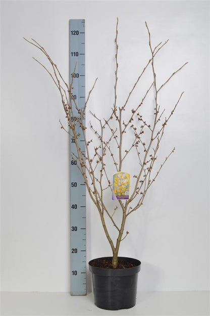 Hamamelis int. &