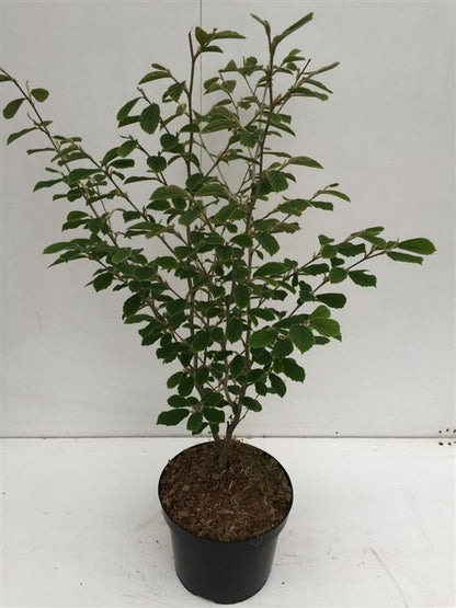 Hamamelis int. &