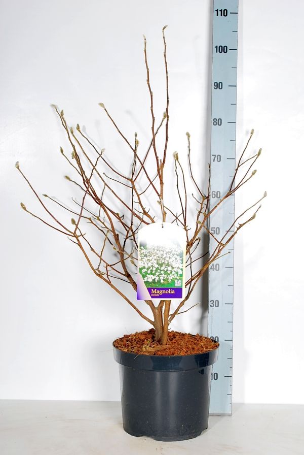 Magnolia stellata - C10 60-80 CM