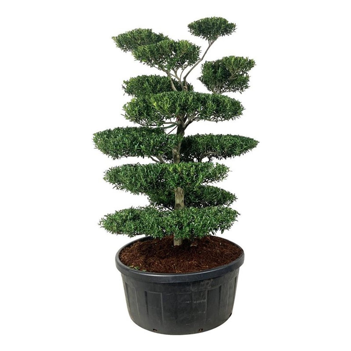 Ilex crenata &