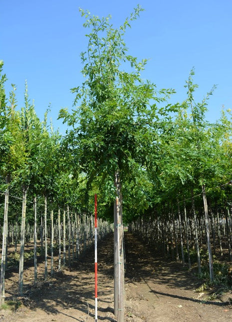 Quercus palustris 16-18HO