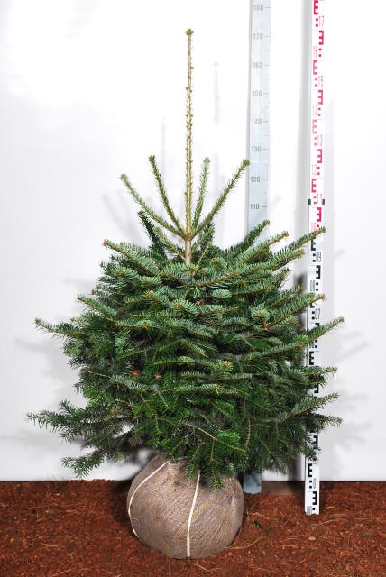 Silvergran nordmanniana - 80-100 CM RB  EXTRA TRNSPL