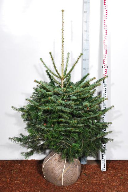 Abies nordmanniana 80-100 cm rotklump (extra omskolad)