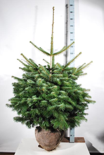 Silvergran nordmanniana - 100-125 CM RB EXTRA TRNSPL