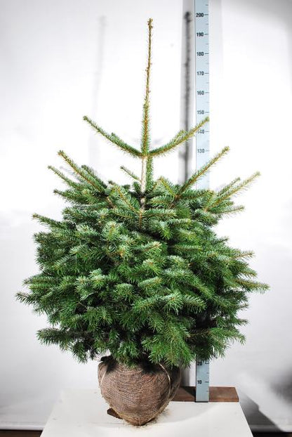 Abies nordmanniana 100-125 cm rotklump (extra omskolad)