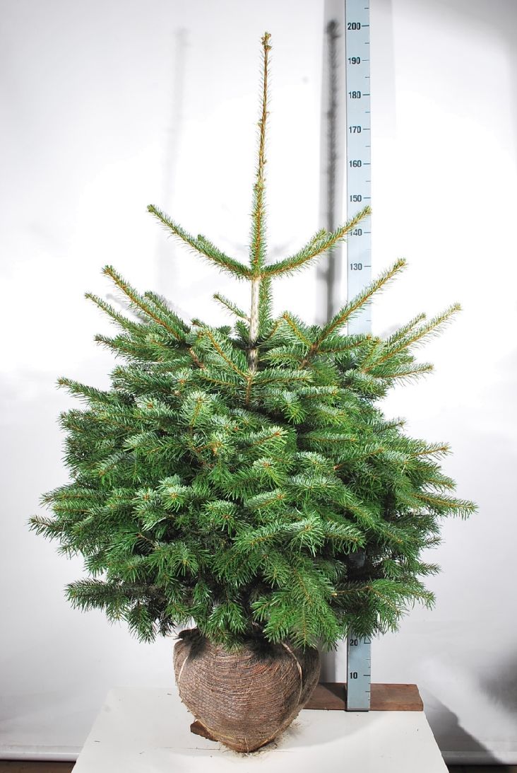 Abies nordmanniana 100-125 cm med rotklump (extra omplanterad)