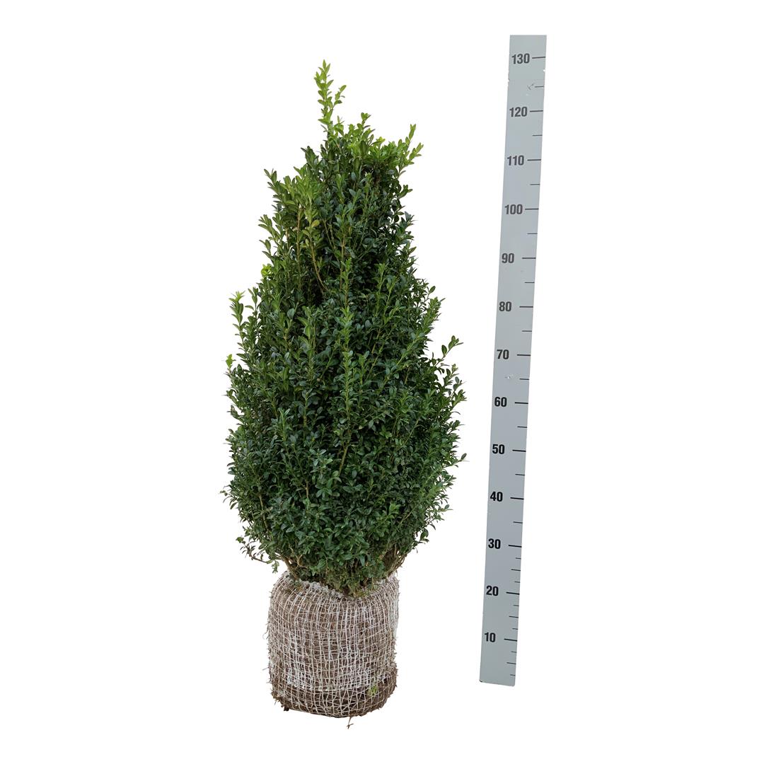 Buxbom sempervirens - 80-100 CM RB