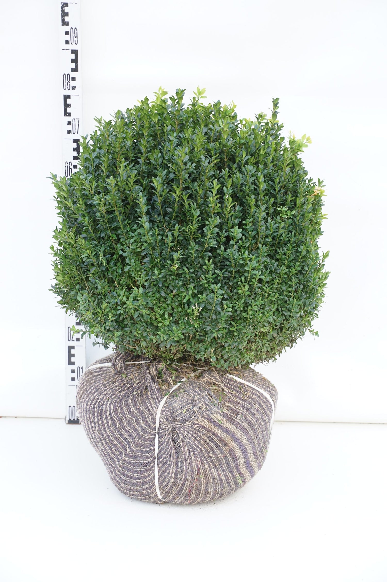 Buxbom sempervirens - 40-45 CM BALL RB