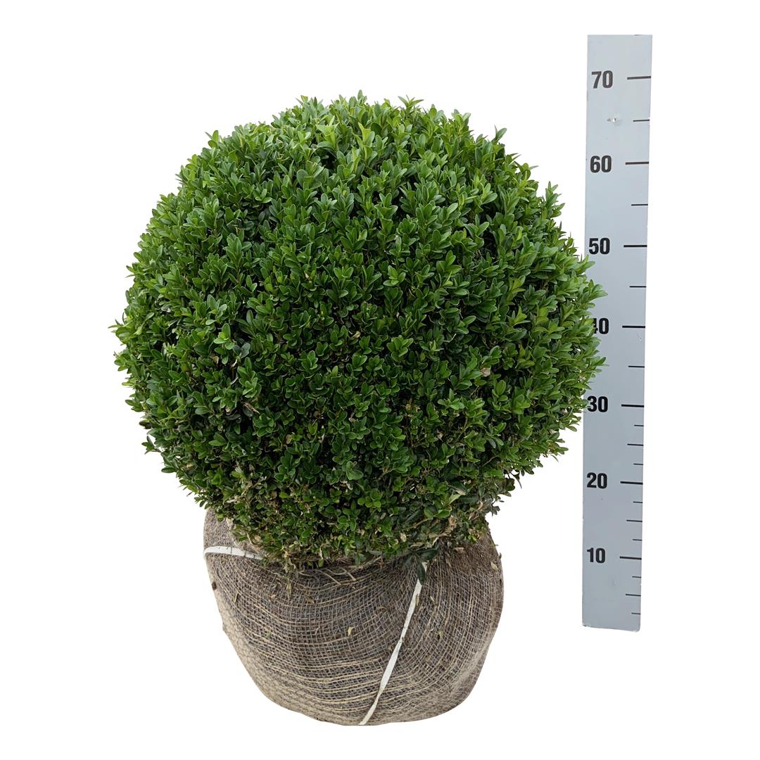 Buxbom sempervirens - 45-50 CM BALL RB