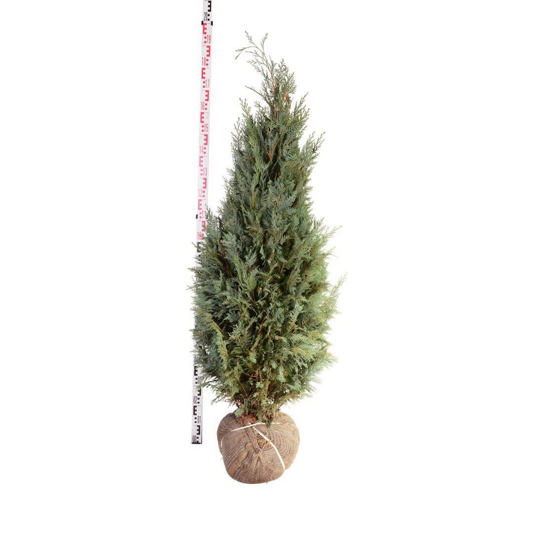 Ädelcypress l. &
