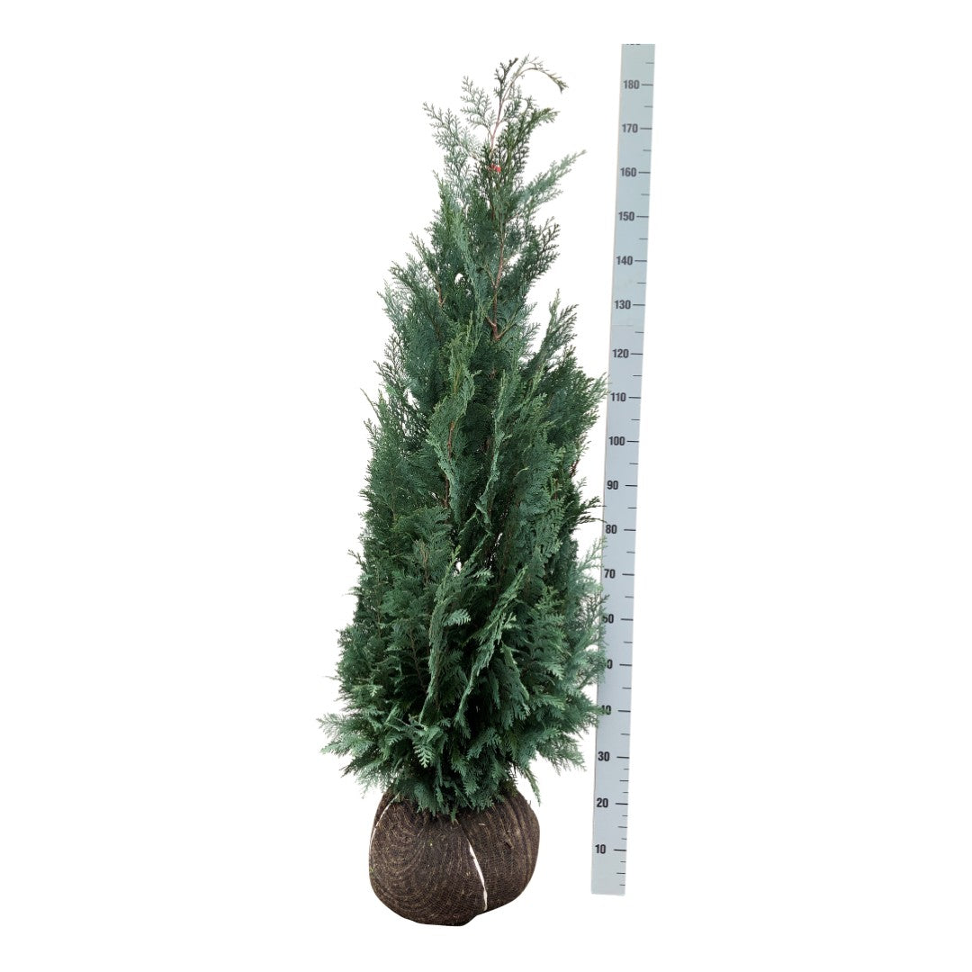 Ädelcypress l. &