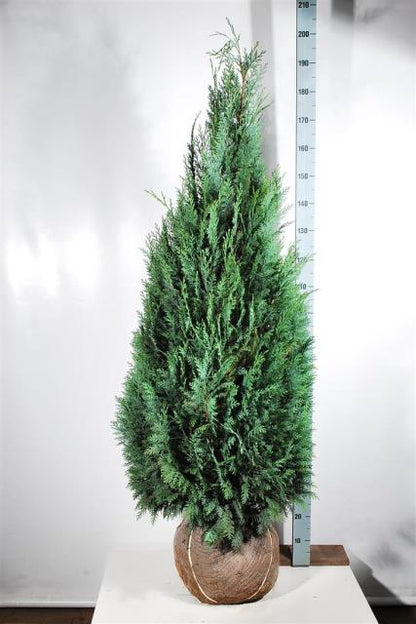 Chamaecyparis lawsoniana &