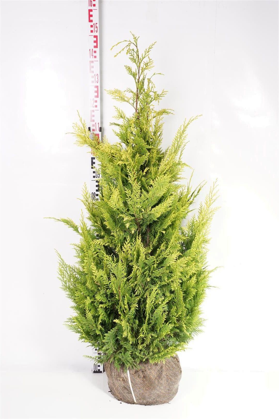 Ädelcypress l. &