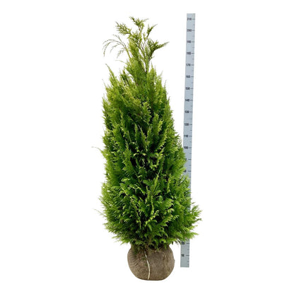 Chamaecyparis lawsoniana &