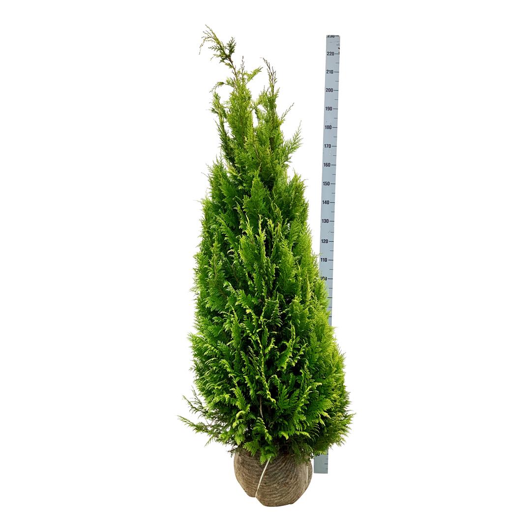 Ädelcypress l. &