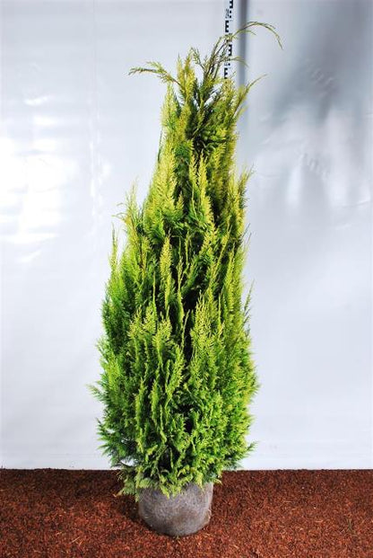 Chamaecyparis lawsoniana &