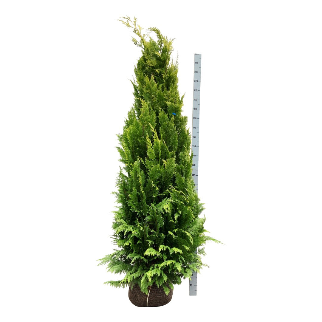 Ädelcypress l. &