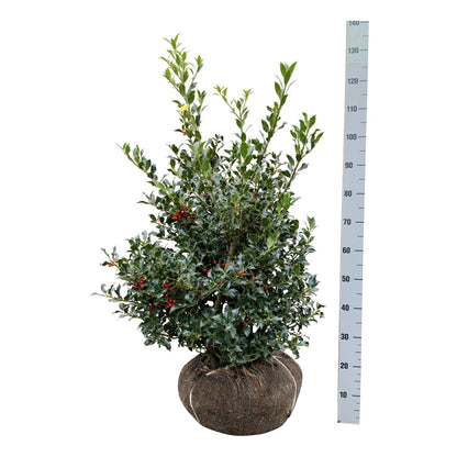 Ilex aquifolium &