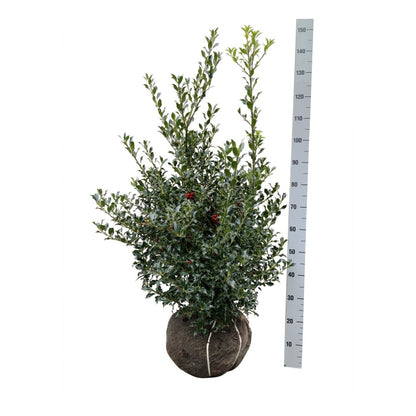 Ilex aquifolium &