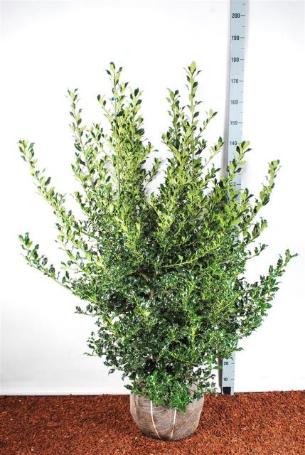 Ilex aquifolium &