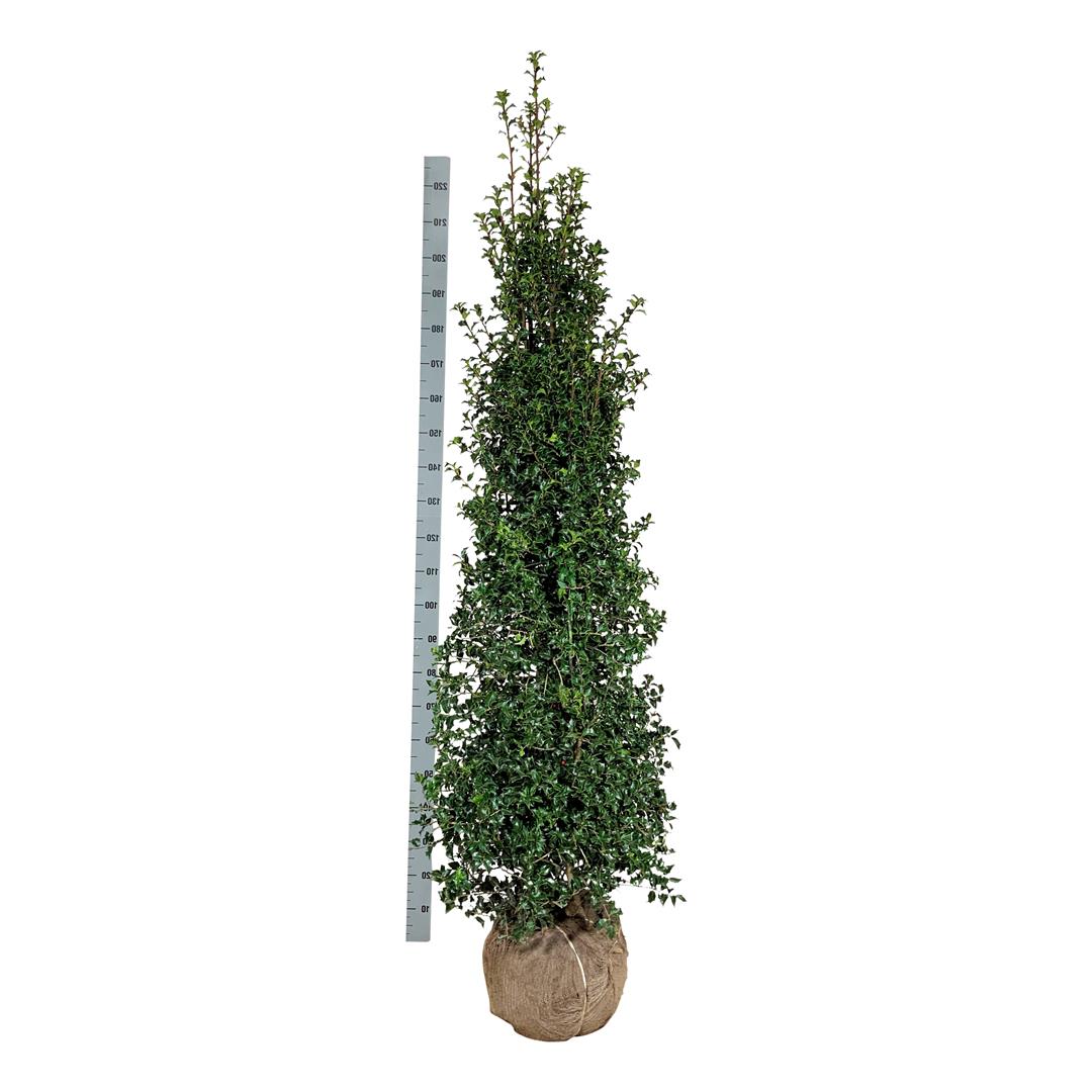Ilex aquifolium &