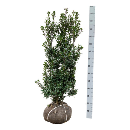 Ilex mes. &