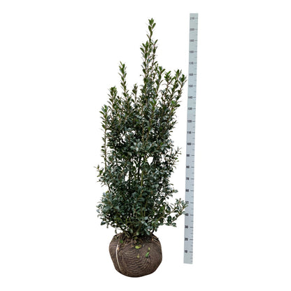 Ilex mes. &