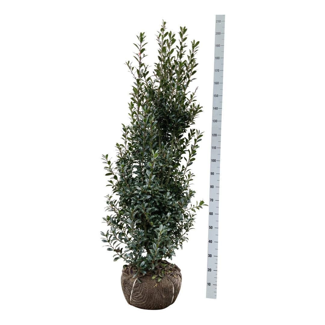 Ilex mes. &