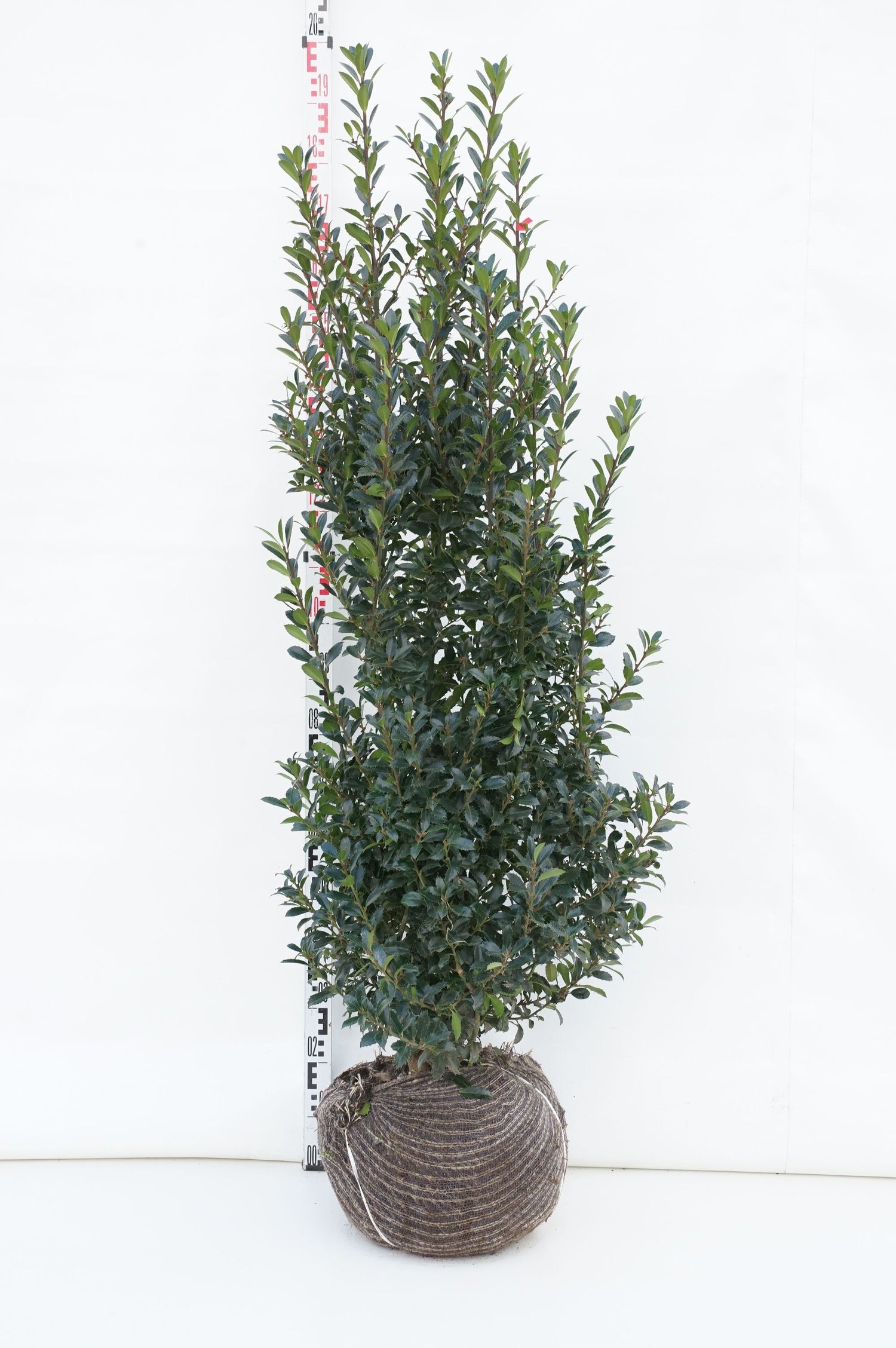 Ilex mes. &