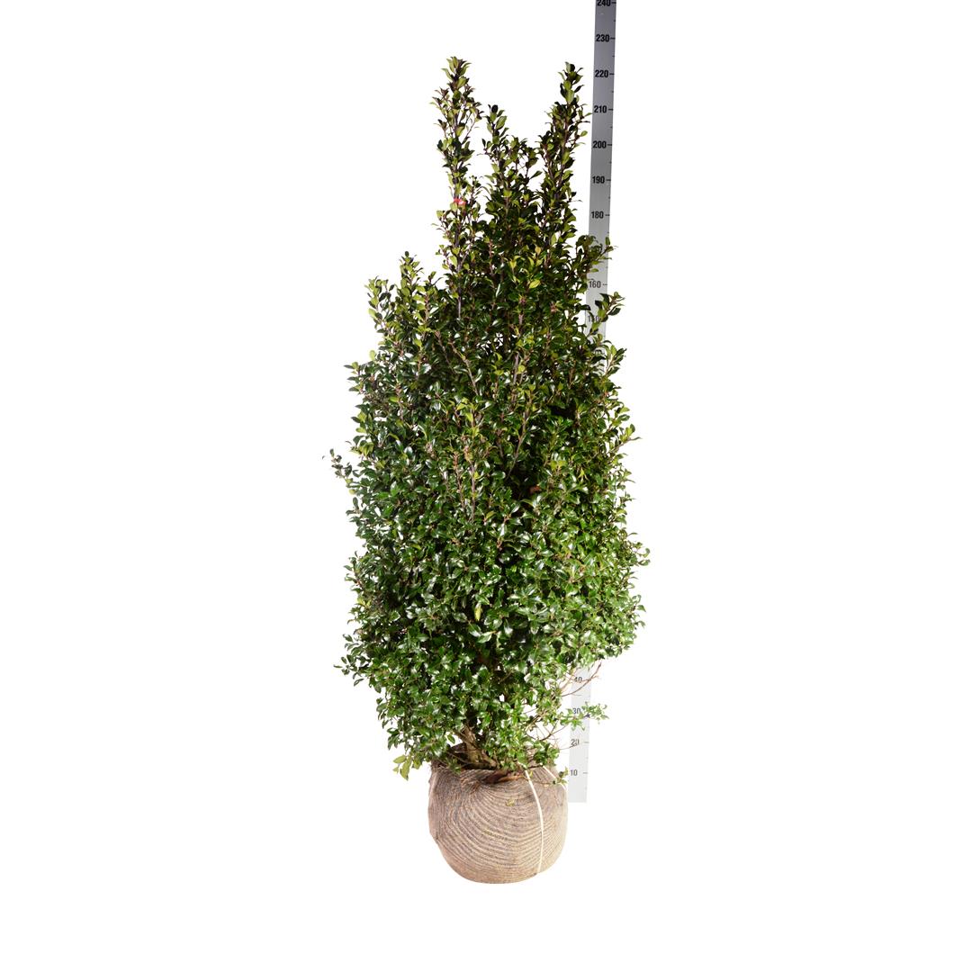 Ilex mes. &