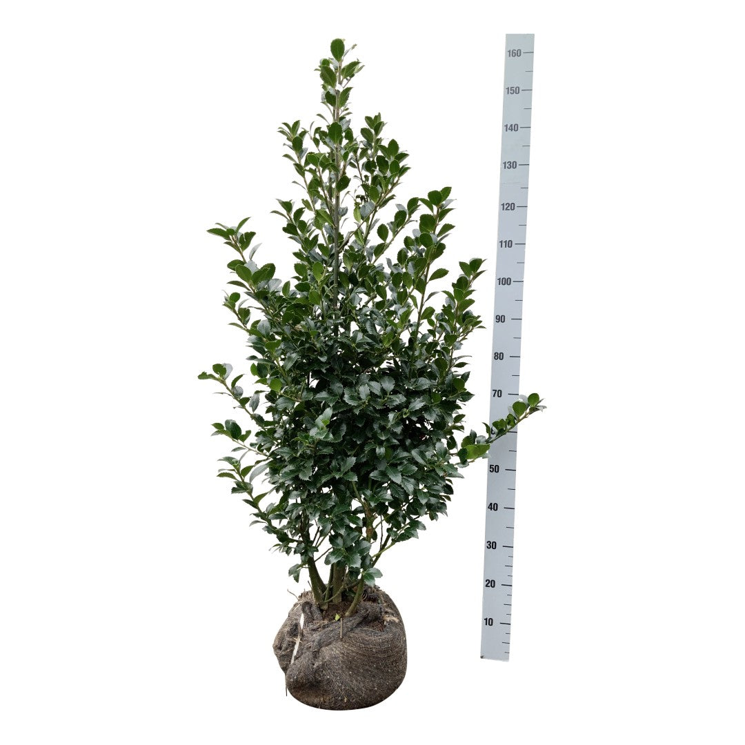 Ilex mes. &