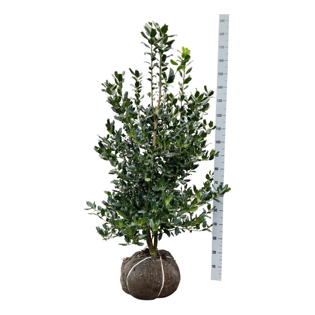 Ilex &