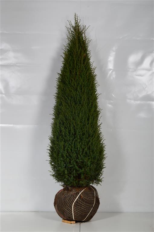 Juniperus communis &