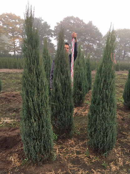 Juniperus scop. &