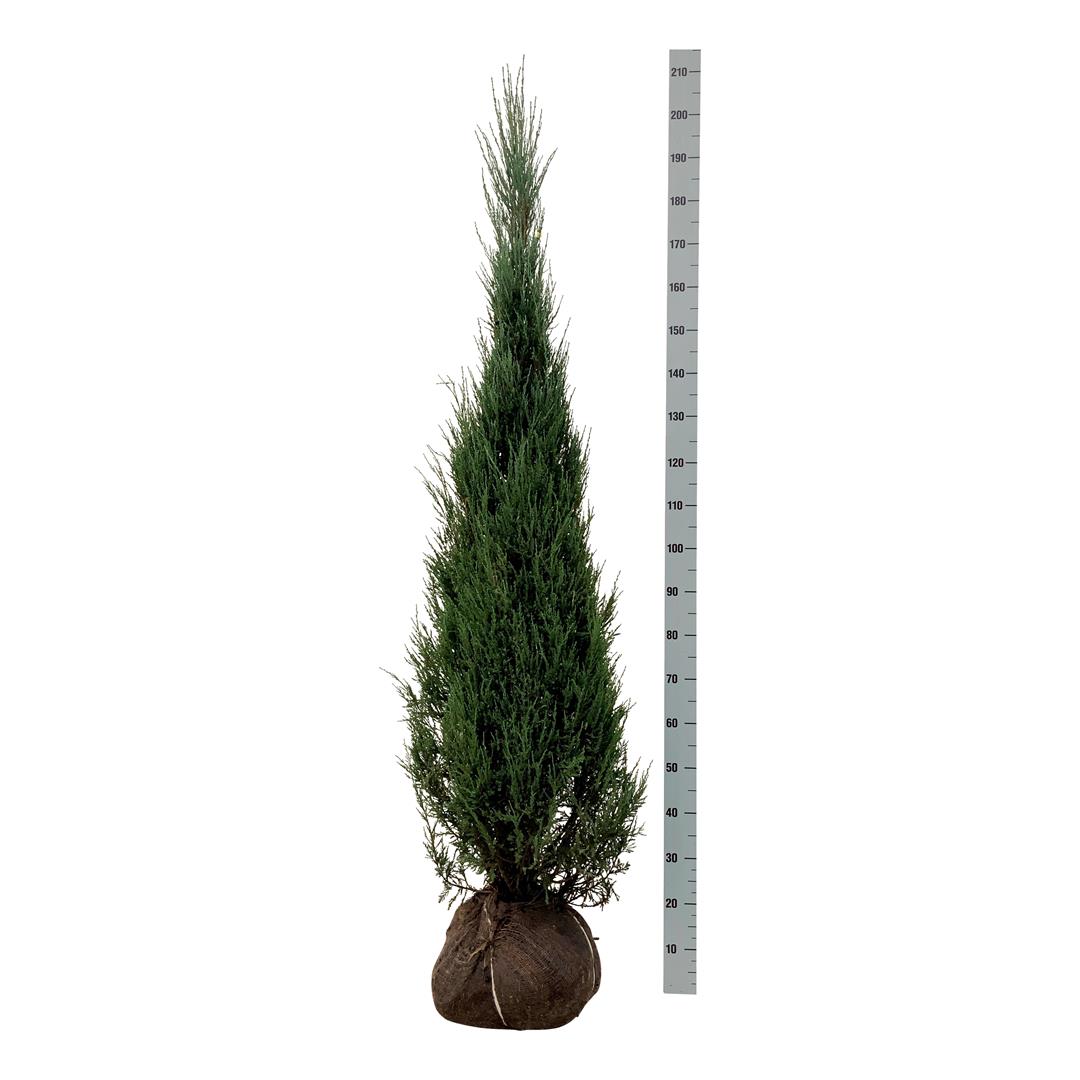 Juniperus scop. &