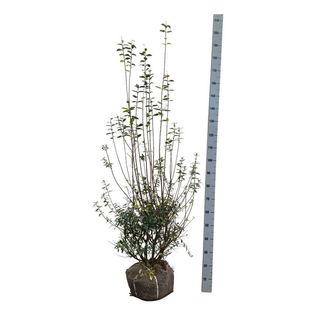Ligustrum vulgare 80-100 cm