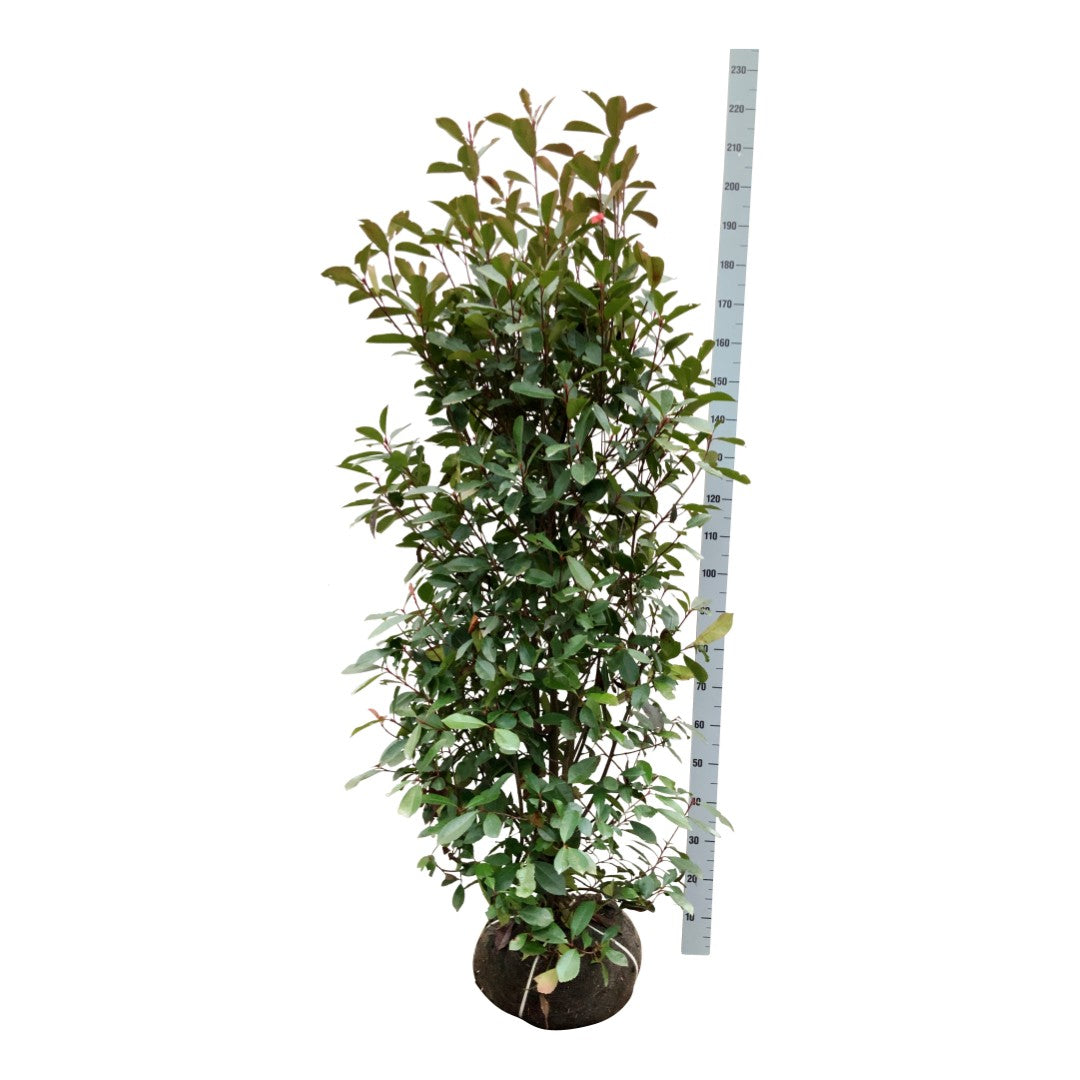 Glansmispel fraseri &