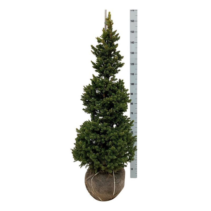 Picea abies &