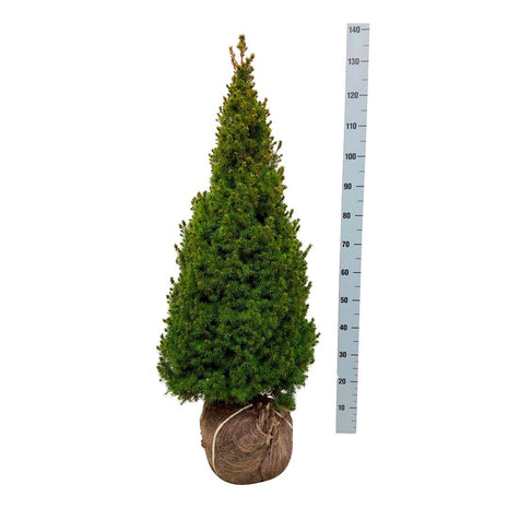 Picea gl. 'Perfecta'