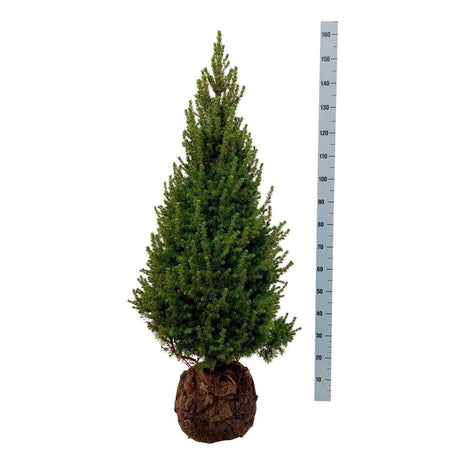 Picea gl. 'Perfecta'