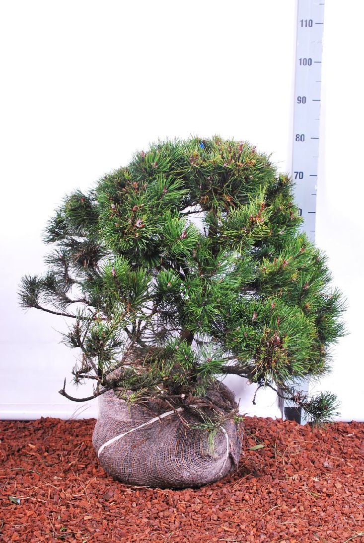 Tall mugo - 50-60 CM RB  EXTRA TRNSPL
