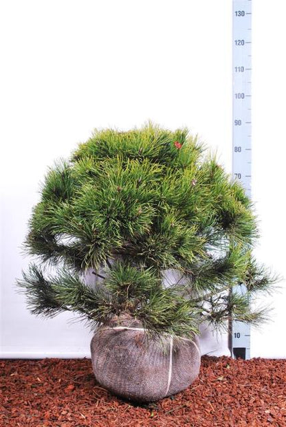 Pinus mugo 60-80 cm (rotklump, extra omplanterad)