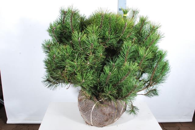 Pinus mugo 120-140 cm rotklump med trådnät