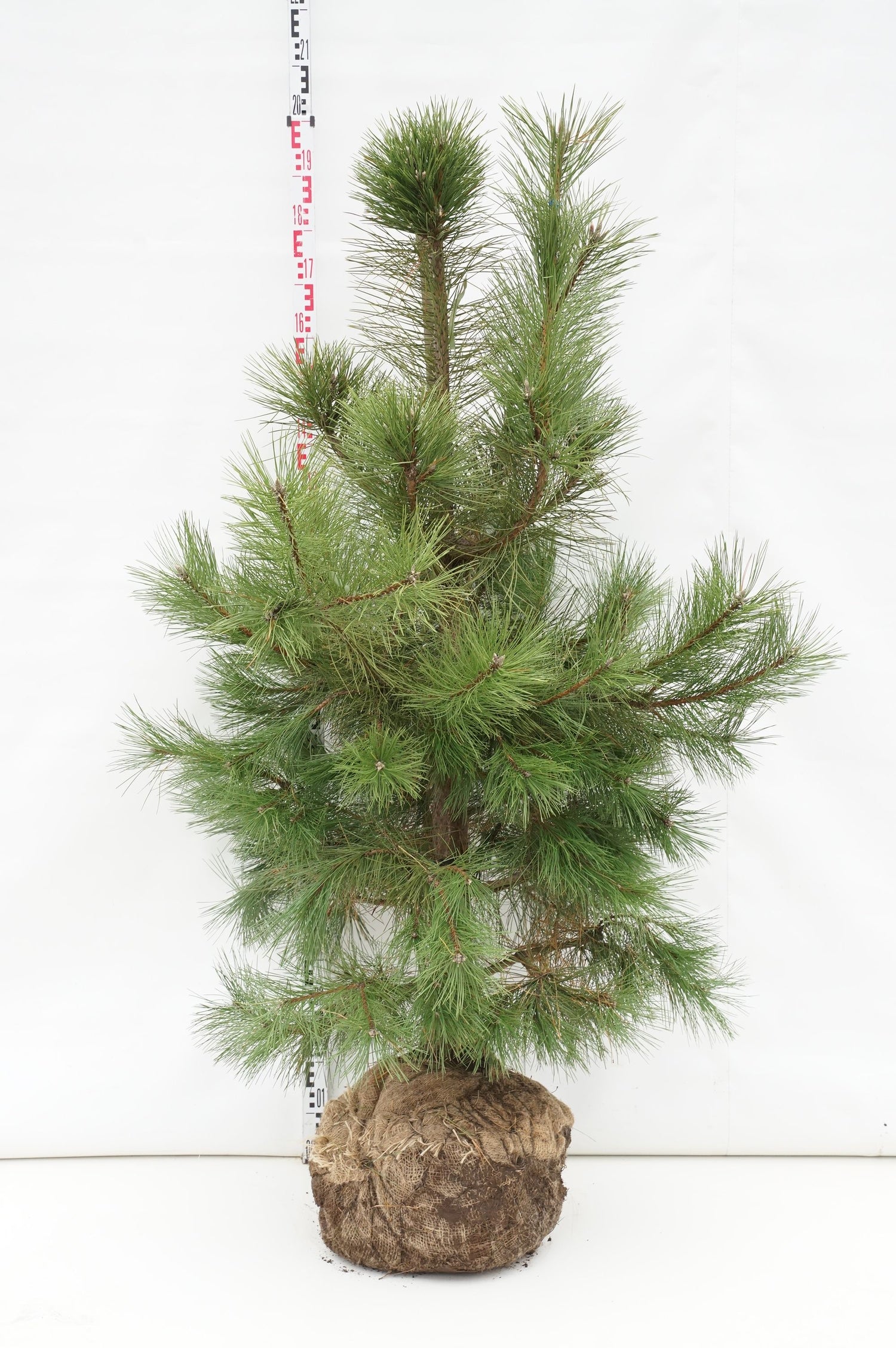 Tall nigra nigra - 125-150 CM WRB EXTRA TRNSPL