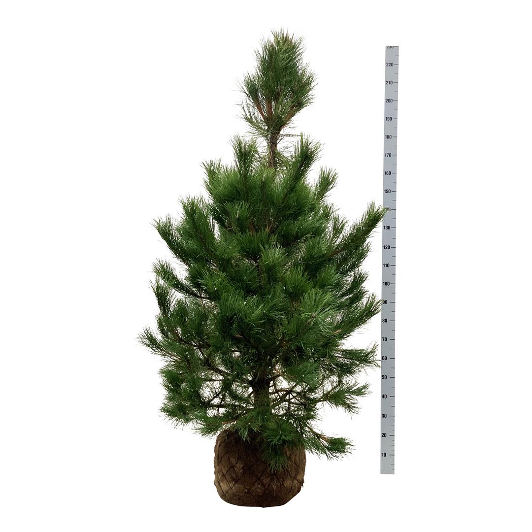Tall nigra nigra - 150-175 CM WRB EXTRA TRNSPL