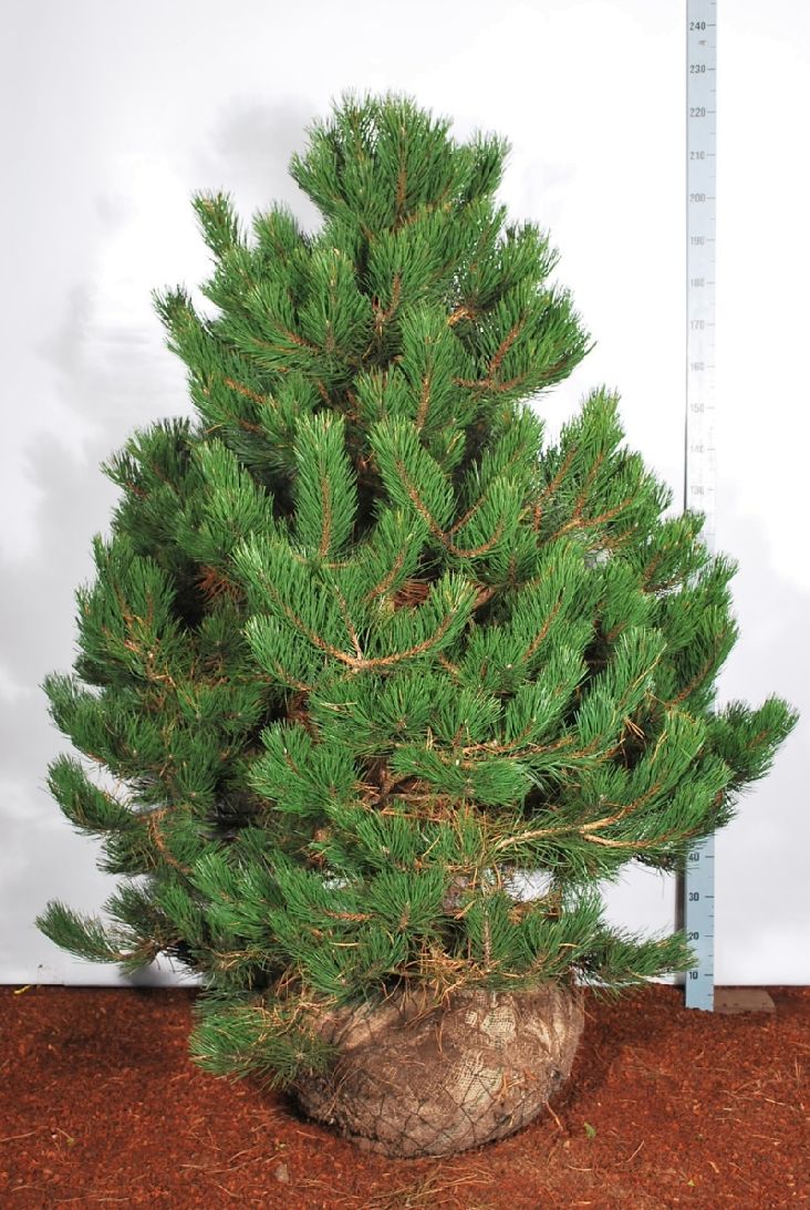 Tall nigra nigra - 150-175 CM WRB SOL