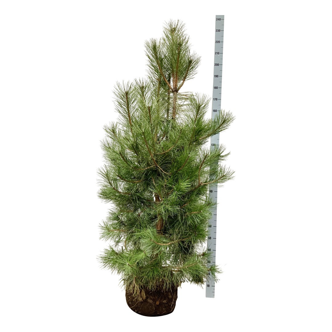 Tall nigra nigra - 175-200 CM WRB EXTRA TRNSPL