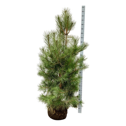 Pinus nigra nigra 175-200 cm rotklump med trådnät