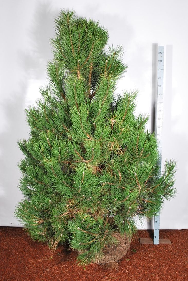 Tall nigra nigra - 225-250 CM SOL WRB