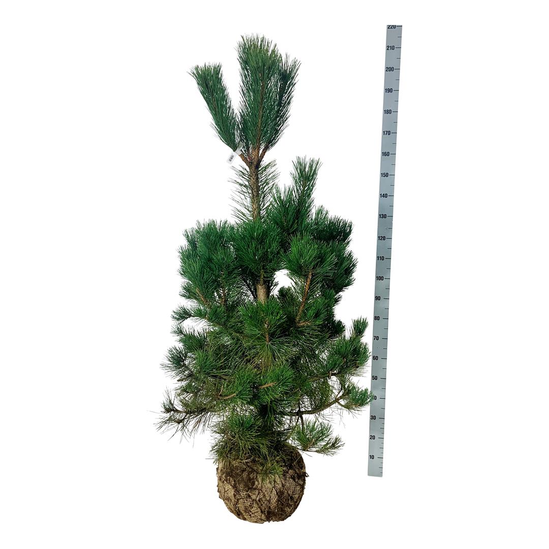 Pinus nigra nigra 200-225 cm Solitär (klump med trådnät)